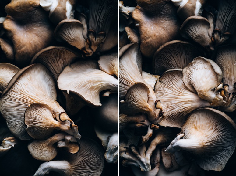 Mushrooms-Macro-Stock-Darina Kopcok-Gastrostoria